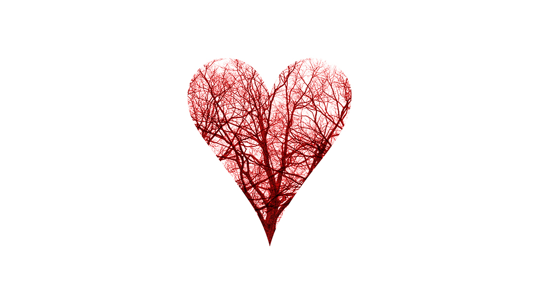 Blood Vessel Heart